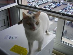 Sweety Bild von Sweety