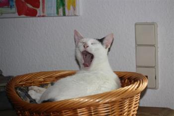 Bild von Ava