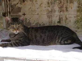 Bild von Cutie Pie