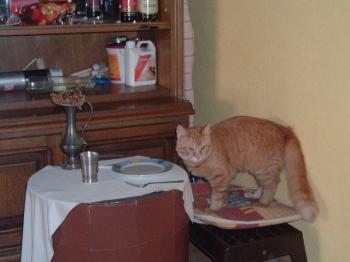 p Bild von Pepe