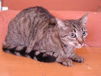 Bild von Nala