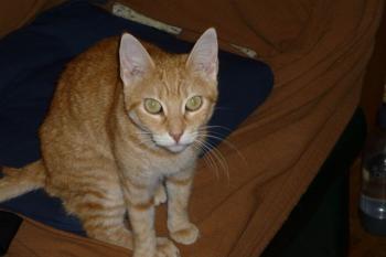 Gali Bild von Gali