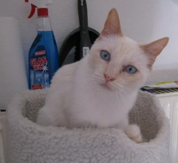 b Bild von Blanquita