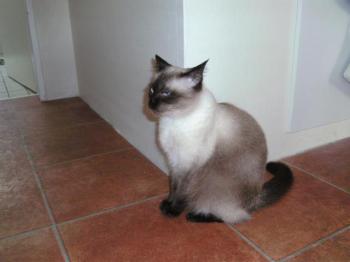 a Bild von Amoora