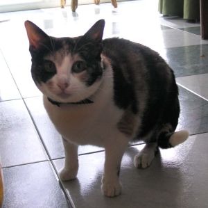Pitxina Bild von Pitxina