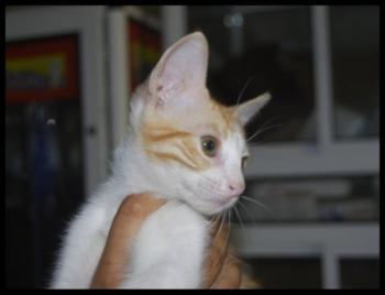 b Bild von Bichito