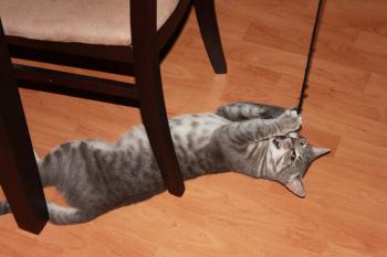 Bild von Tiger