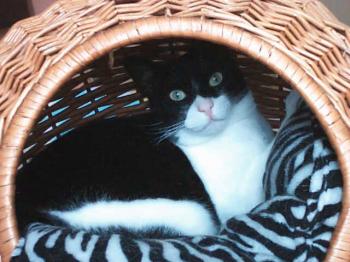 a Bild von Anton