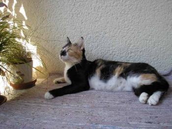 n Bild von Noe