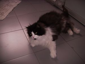 Jerjes Bild von Jerjes