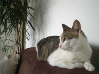 Tigris Bild von Tigris