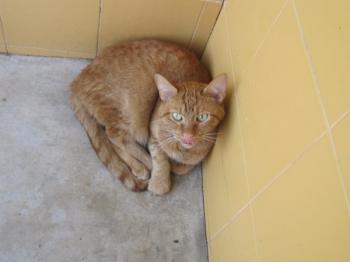 h Bild von Henry