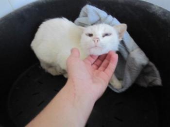 i Bild von Ivy