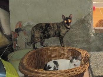 d Bild von Dali