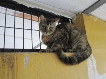 t Bild von Tinka