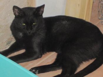 t Bild von Tulio
