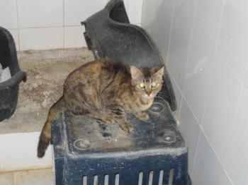 l Bild von Layla