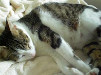 Tigris Bild von Tigris