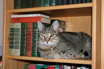 t Bild von Tiger