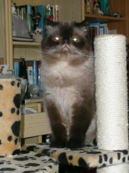 b Bild von Bebo