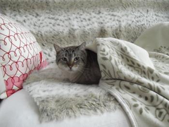 c Bild von Clarence