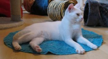 b Bild von Blanquito