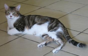 h Bild von Hansel