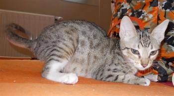 b Bild von Bart