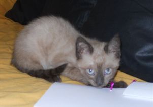 Bild von Bambu