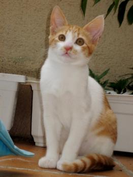 g Bild von Gustavo