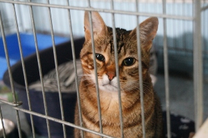 a Bild von Avelina