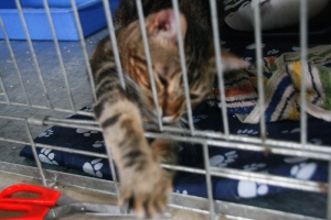 a Bild von Avelina