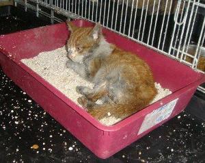q Bild von Quini