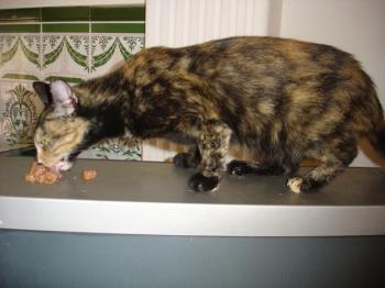 q Bild von Quina