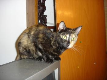 q Bild von Quina