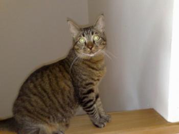 p Bild von Petrus