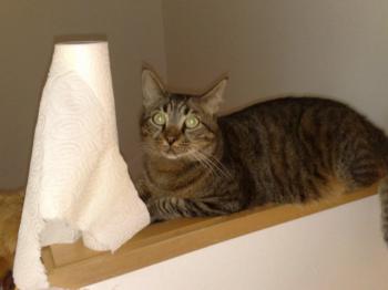 p Bild von Petrus