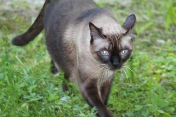 b Bild von Brownie