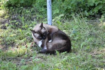 b Bild von Brownie