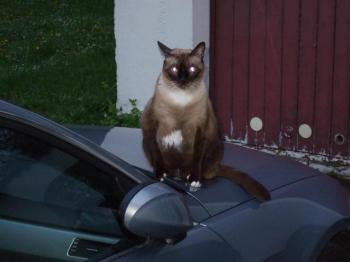 b Bild von Brownie