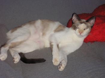 d Bild von Daisy