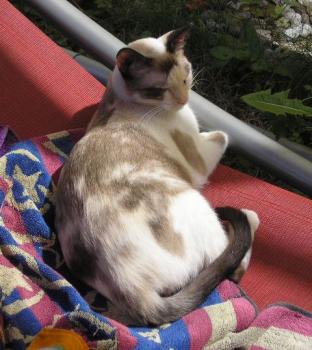 d Bild von Daisy