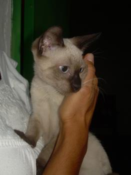 Bild von Naya