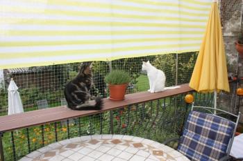b Bild von Blanquito