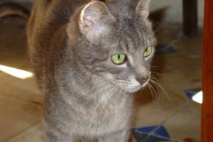 Deborah Bild von Deborah