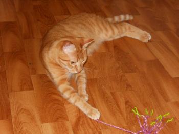 j Bild von Jack