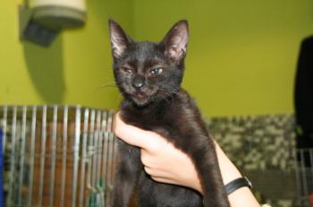 t Bild von Samba