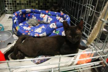 t Bild von Samba