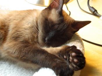 t Bild von Toffee