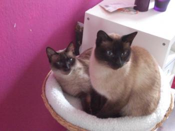 t Bild von Toffee
